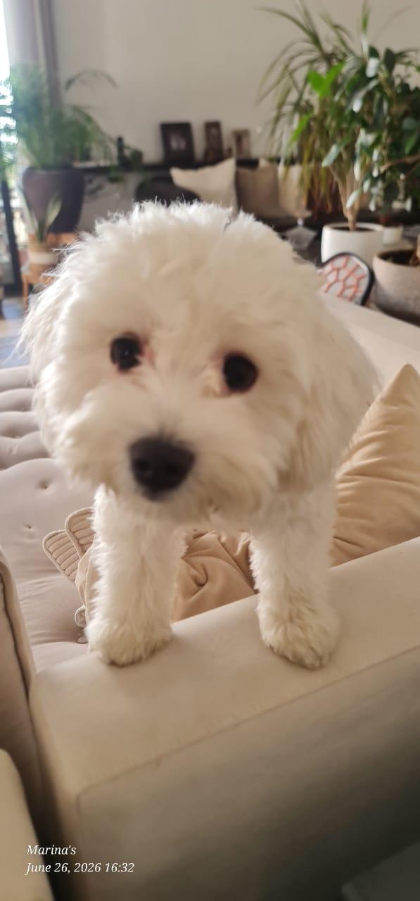 Leo, Un Simil Lagotto Giocherellone